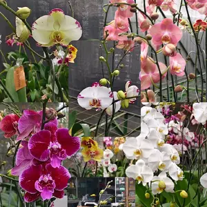 Phalaenopsis V.12 (30/03/26) Pot Besar Bunga Cantik dengan Warna Variasi Merah Putih Ungu Harga Terbaik untuk Taman Anda