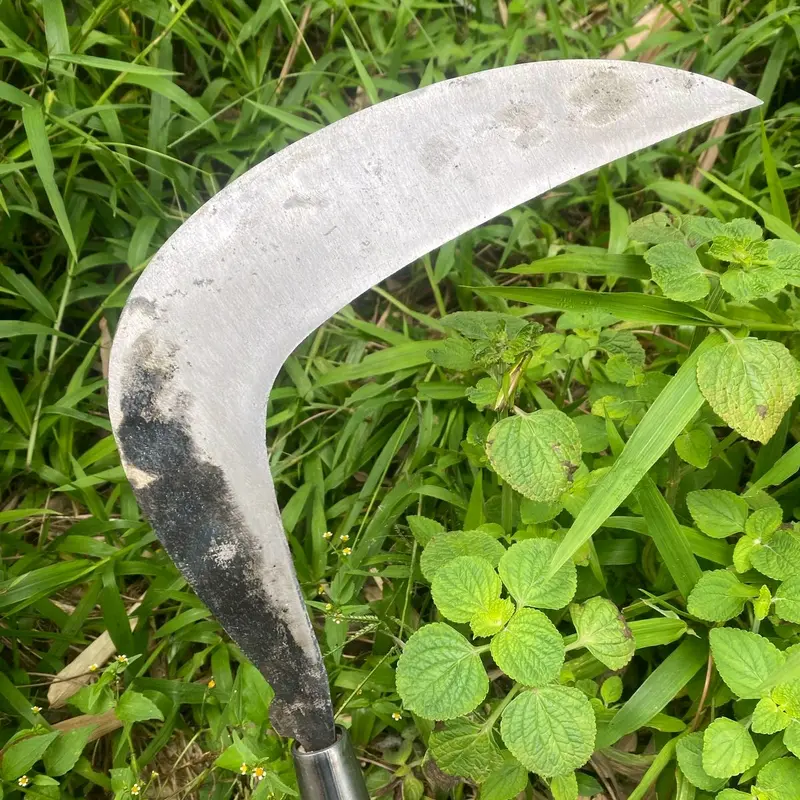 arit sabit rumput baja isen selap super asahan 6