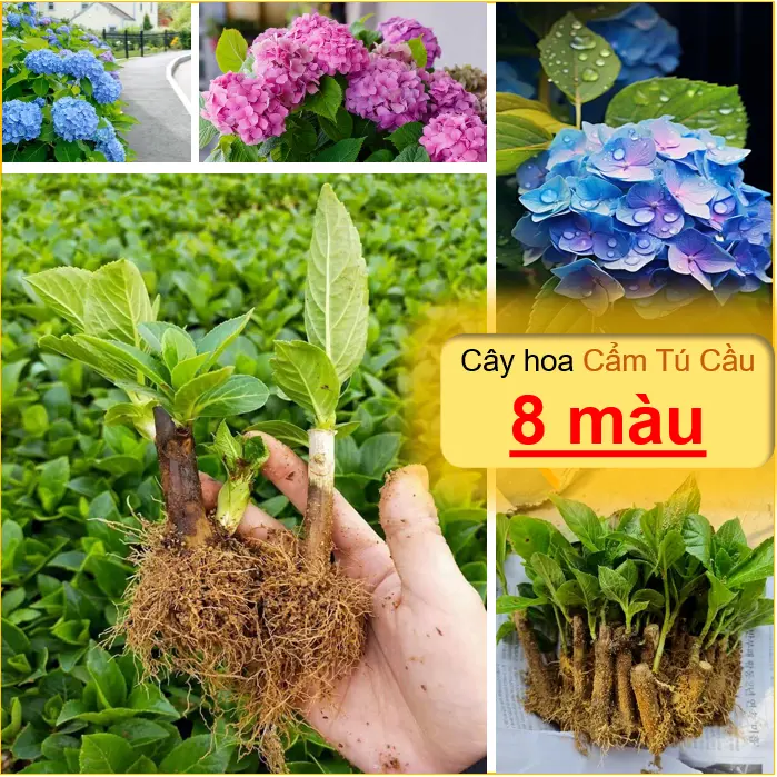 Cây giống hoa cẩm tú cầu ( 8 màu - Khách tùy chọn ) - Chịu nhiệt tốt, hoa nở quanh năm