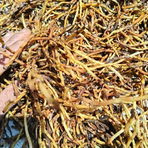 Akar pohon aren segar 1 kg berkualitas bersih