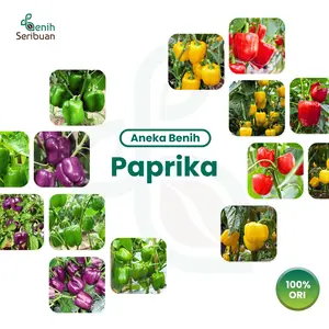 Benih Paprika F1 All Varian Benih Sweet Pepper Hibrida Seribuan