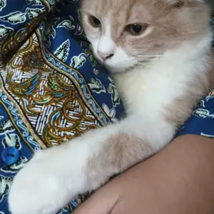 Pawlace Tempat Makan Hewan Single - Mangkuk Tunggal Anjing Kecil - Mangkuk Hewan Peliharaan - Tempat Makan Single - Minum Kucing Anjing Single - Single Pet Bowl - Tempat Makan Kucing Mangkok Minum Hewan Doggy Lucu Mangkok Makan Hewan Single Pet Food Bowl