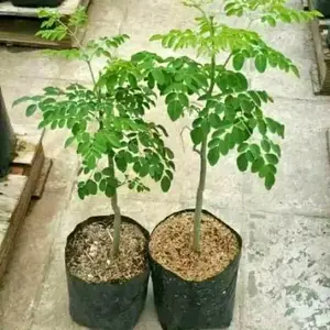 Tanaman Hias Bibit Pohon Kelor Hijau 10-15cm untuk Dekorasi Rumah dan Taman