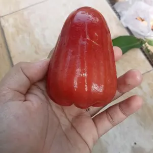 Fress Cangkok Kiojok dan Citra Batang Jumbo Cocok untuk Berbagai Kebutuhan Tanpa Klaim Kualitas Tambahan