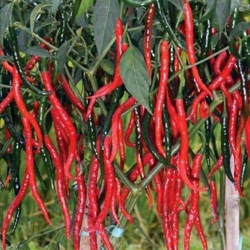 [COD] benih/ bibit cabe siboras Ukuran 20g kemasan aluminium foil polos 1