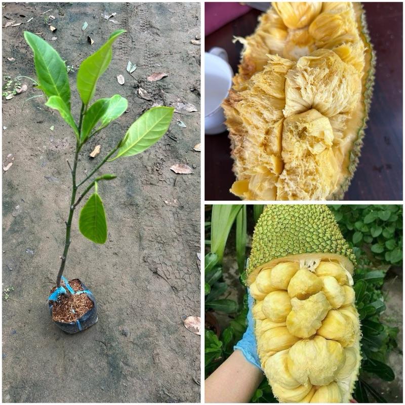 Cây Giống MÍT TỐ NỮ HOÀNG GIA vị Sầu Riêng