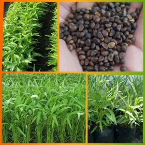 500 biji Benih KANGKUNG SUPER MURAH BANGET