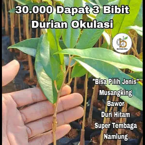 3 Bibit Durian Okulasi Sambung Pucuk