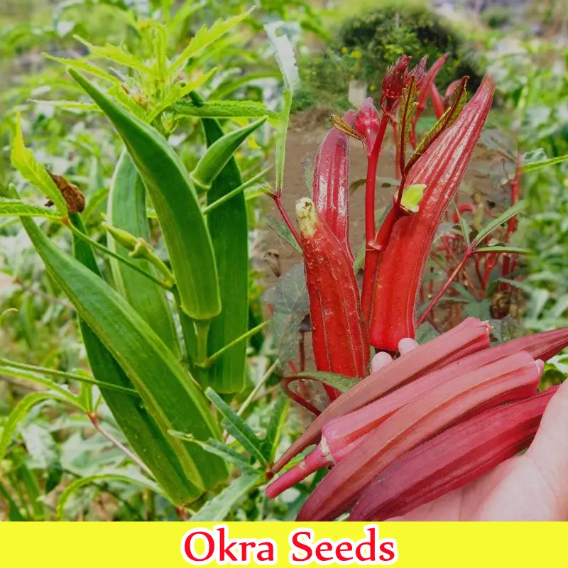 [Quick Delivery] Mixed Varieties Organic Okra Seeds for Planting (50 Seeds Per Pack) Red Green Advanced Vegetable Seed Natural Growth Delicious Gardening Vegetable Plant Mayana Bonsai Plants for Sale Flower Home Garden DIY Decor Easy To Grow In Singapore