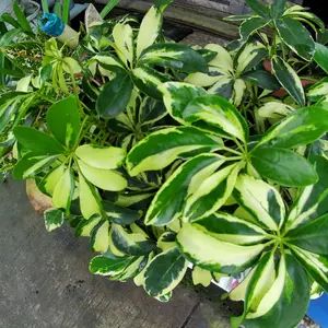 【KiTBEEZ KA-1】Kamera Aksi 5K dengan Remote & Dual Screen - Tahan Air, Anti-Goyang, Sudut Lebar 170°, Dilengkapi Wi-Fi untuk Kegiatan Outdoor