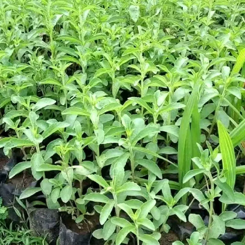 Bibit Stevia Pengganti Gula artificial 0