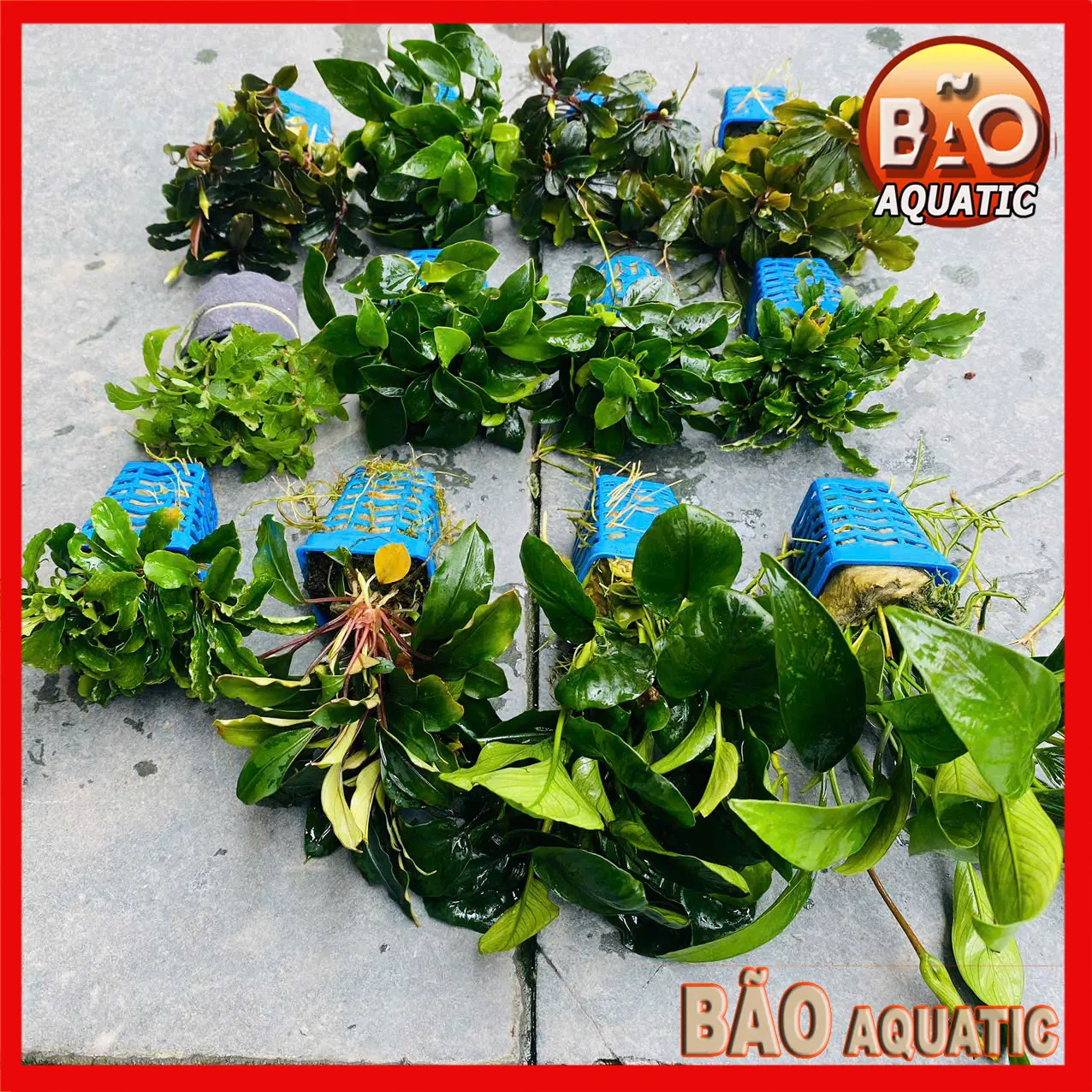 Cây Ráy Tổng Hợp Các Loại Ráy nana, Bucep, Ráy petite Ráy lá dài, Ráy lá tròn, Rêu thuỷ sinh suối
