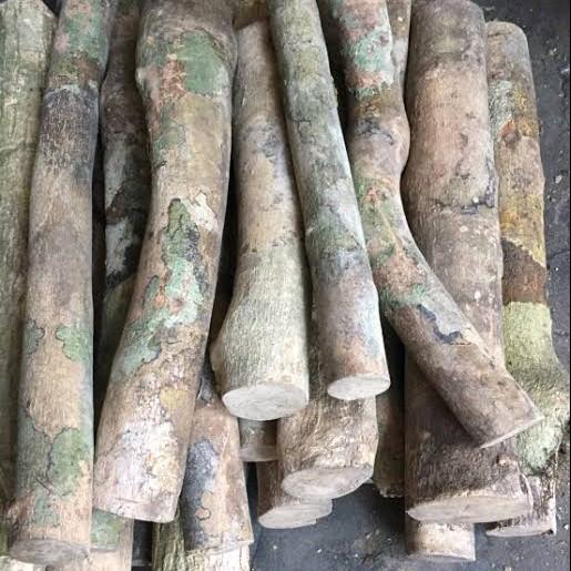 1000 gram kayu songga, kayu ular papua, kayu herbal, gelas songga, obat malaria, obat tradisional 6