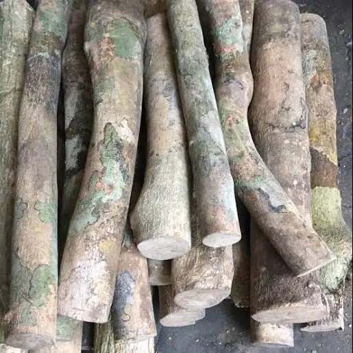 1000 gram kayu songga, kayu ular papua, kayu herbal, gelas songga, obat malaria, obat tradisional 5