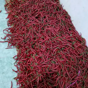 Cabe merah besar tw segarr