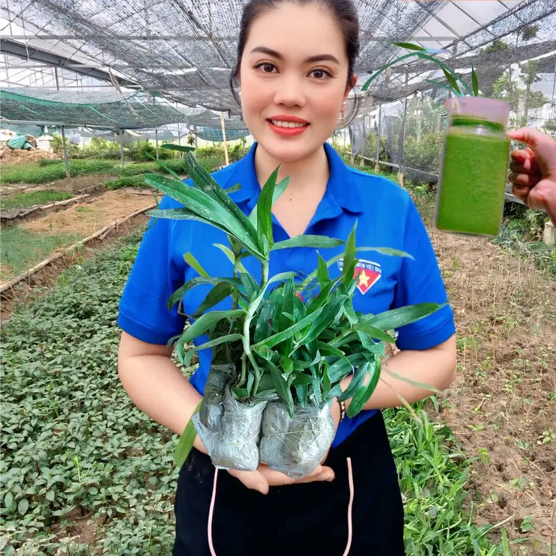 1 bầu cây LINH CHI THẢO già đang đẻ nhánh 4