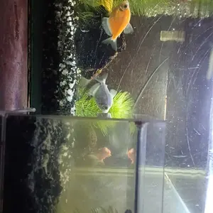 Pasir Hias Untuk Aquarium Kemasan 500 Gram & 1 Kg Pasir Media Tanam Aquascape Pasir Malang Pasir Bali Pasir Tiasand Pasir Silika Pasir Moza Pasir Yamaya Pasir Taiwan
