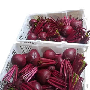 Buah beetroot buah beet merah fresh 1 kg alami menaikan HB