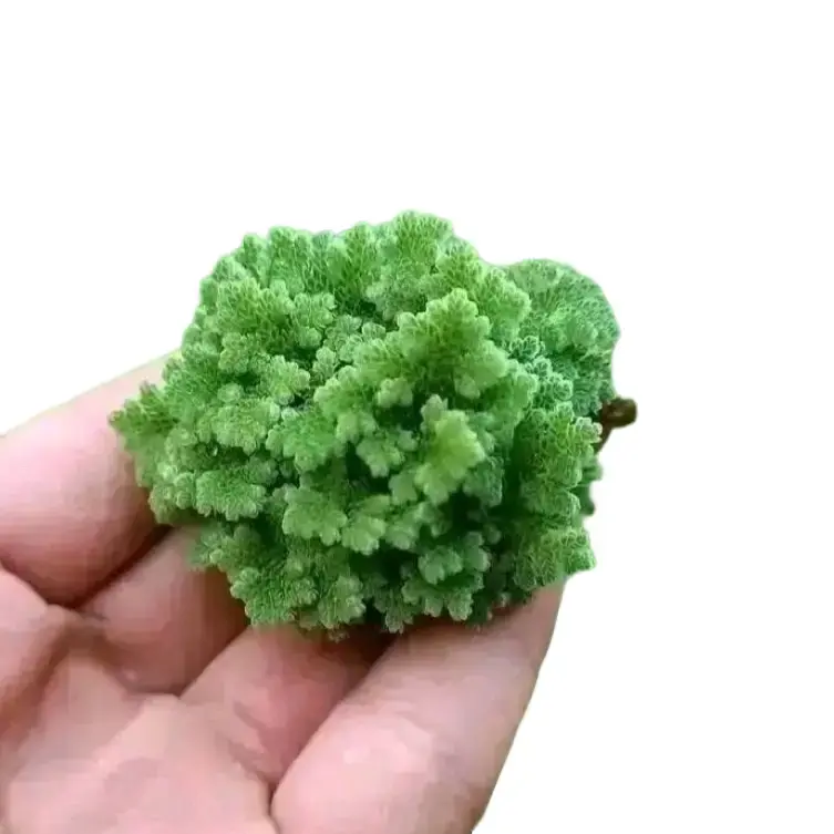 (1kg) bibit azolla super azzola azolla azola azolla pakan alternatif