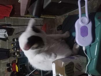 Product Review of Sisir Uap Kucing 3 in 1 - Pet Grooming Brush Spray - Steams Brush Kucing - Sisir Sikat Uap Untuk Bulu Rontok Kucing Anjing from 4**1 1