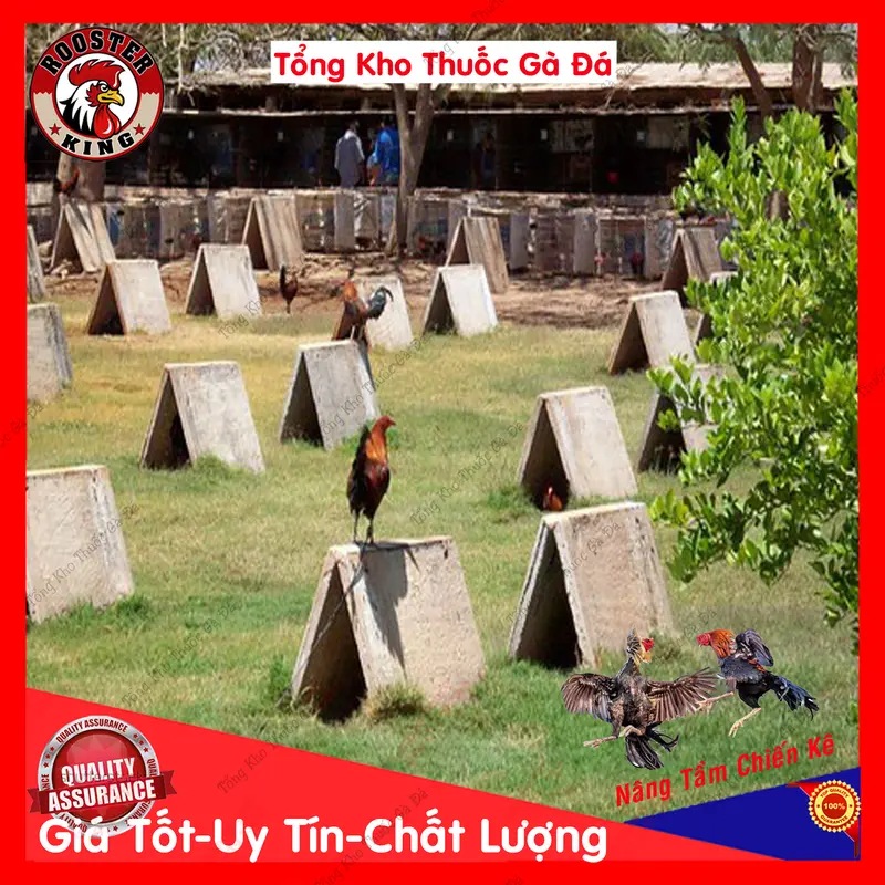 Bình Xịt Phun Sương Tắm Gà-Xịt Muỗi-Phun Rượu 250ml 4