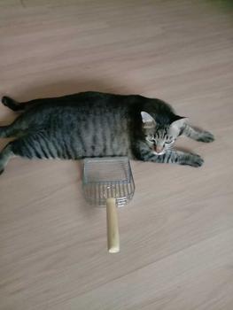 Product Review of Small Hole Fine Mesh Pet Garbage Shovel Metal Cat Litter Shovel Large Small Hole Cat Litter Shovel Cat Litter Shovel Cat Litter Cat Litter Shovel Wooden Handle with Hook Shovel from a**j 0