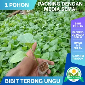 1 POHON BIBIT TERONG UNGU SIAP TANAM BERKUALITAS UNGGUL PACKING POLYBAG