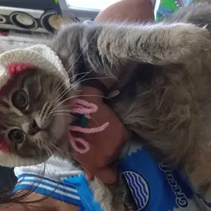 Topi Bucket Hat RAJUT BARET SINGA Kucing Anjing Aksesoris Kucing Anjing Trendi Topi Lucu Topi Kucing Anjing Rajut Pet Bucket Hat Crochet Aksesoris Hewan Topi Bando Baju Kucing Anjing Kitten Anabul Puppy Kelinci Monyet