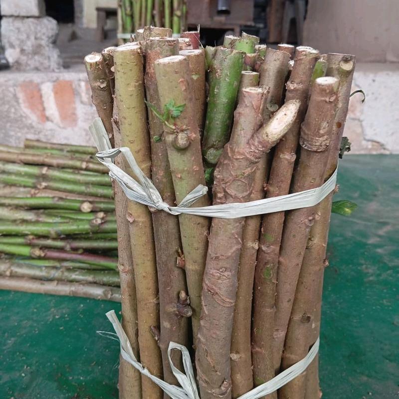 bibit singkong Papua per 10  batang uk  20cm 0