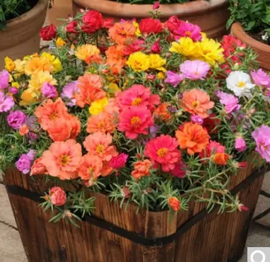 Daisy Tasu Seed garden perennial cold-loving cold-resistant flower seeds outdoor four seasons sowing flowering