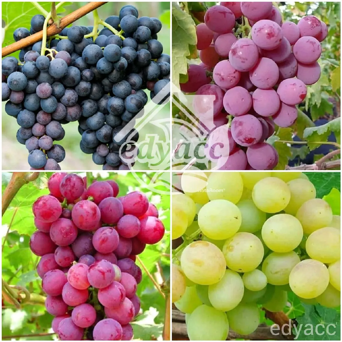 Benih/bibit buah anggur super genjah