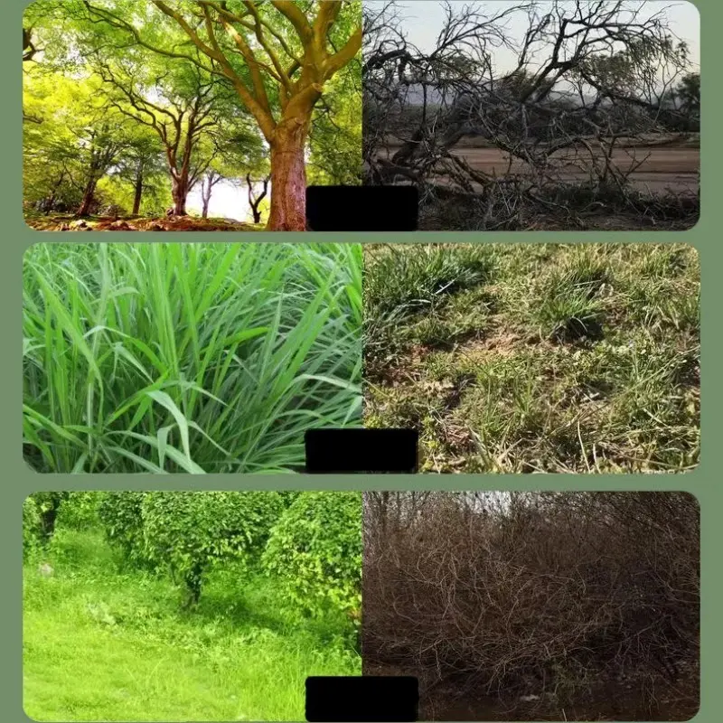 bubuk herbisida killgrass racun rumput, bambu, pohon besar, dan gulma isi 500g 3