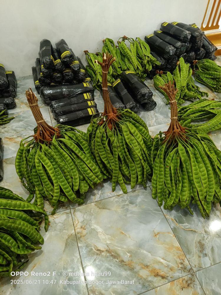 PETE PADI ISI 10 PCS/ PETE SEGAR PILIHAN/ PETE TUA/ PETE SUPER/ PETE WONOGIRI/ SAYURAN SEGAR