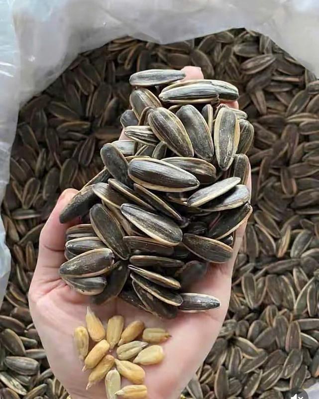    Vụ Mới   1kg Hướng dương vị sữa dừa hạt mẩy to thơm ngon - tết 2026-Huệ Huệ Tân Cương 