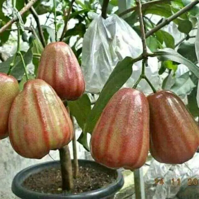 Bibit Jambu Air Gajah Pekalongan Siap Berbuah Dipot Bonus Pupuk untuk Tumbuhan Berbuah