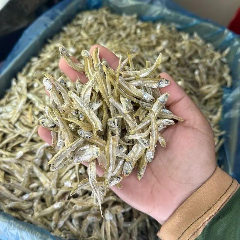 BILIS TGDAWAI ( SEDANG PUTIH 4AA )