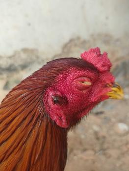 Product Review of EAGLOS PRO - OBAT MATA AYAM MERAH, BERAIR, TERKENA JALU, SNOT SIWER, MATA AYAM KEMBALI SEHAT DAN TAJAM from B**8 0