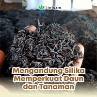 Gambar INFARM - Media Tanam Organik  Hidroponik Arang Sekam 1 ,3L Gratis Label  Pupuk Persemaian Pupuk Nutrisi Berkebun sekam bakar Subur, Ringan, Anti Jamur untuk Hidroponik & Berkebun Media Tanam Organik Persemaian & Tanaman Hias Berkualitas - Surabaya dari Infarm Kota Administrasi Jakarta Barat 4 Tokopedia