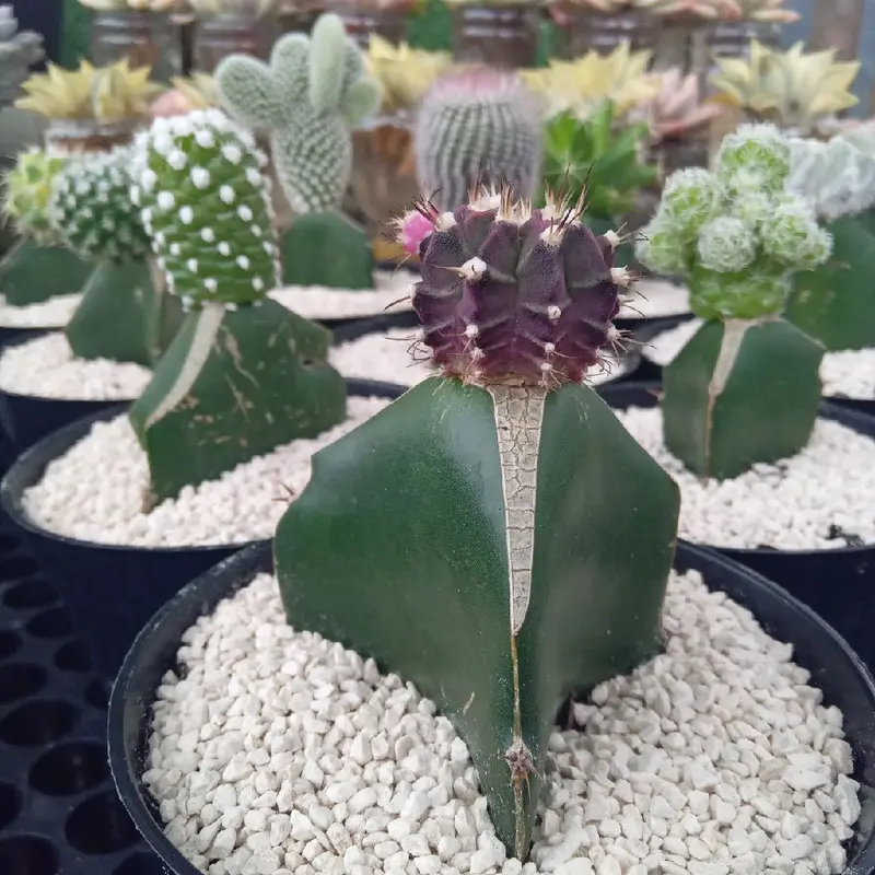 10 pcs kaktus dan pot hitam 4