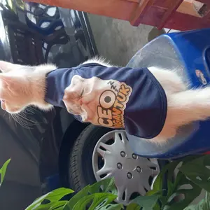 Baju Kucing Lucu  CEO Ngantuk  | Kostum Anabul Unik Tanpa Lengan