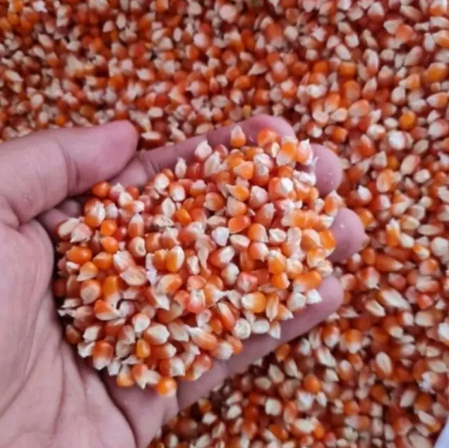 Pakan Merpati Jagung Kristal Premium 250gr - Produk Original 5