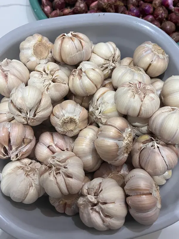 Bawang Putih 500gr 1/2kg Baput BP Bersih Banci Honan Fresh Garlic - Loka Pangan 5