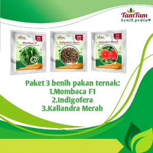 Paket 3 Benih Pakan Ternak Hijau Mombaca F1, Indigofera, Kaliandra Merah