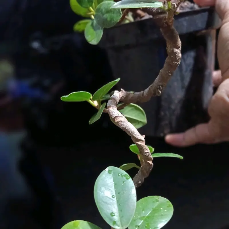 Bonsai beringin dollar meliuk ekstrem 7