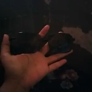 Kacamata Hitam Anti UV Pria & Wanita untuk Mengemudi & Memancing Sunglasses Perlindungan Mata Optimal COD Tersedia