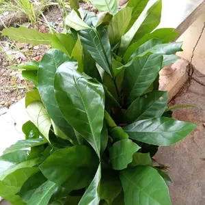 Robinson Bibit Kopi Jenis Robika Perikat isi 100 bonus 10 Termurah untuk Tumbuhkan Tanaman Kopi Anda