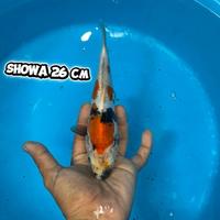 Gambar ikan koi Blitar / cemani farm / Showa 021 dari cemani farm koi Kota Administrasi Jakarta Selatan 1 Tokopedia