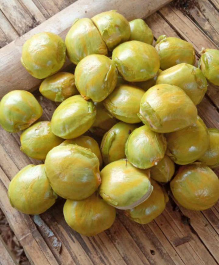 jengkol tua asli Lampung super super