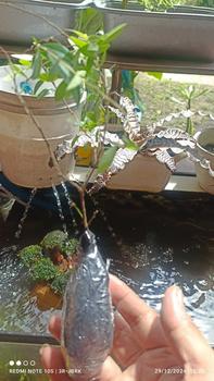 Product Review of Tanaman Kayu Lada Beraroma Pot Pengusir Nyamuk Bunga Dalam Ruangan Bonsai Dupa Sembilan Mil Tanaman Hijau Pemurni Udara Pothos palsu from e**k 0