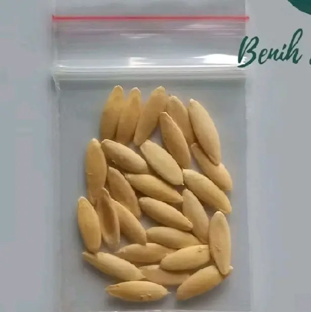 Benih jeruk purut (bbt jeruk purut) 2